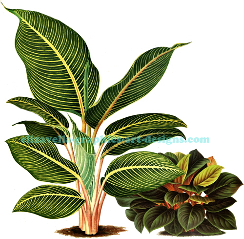  vintage botanical leafy plants art printable
