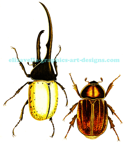 beetles bugs insects wall art digital download printable 