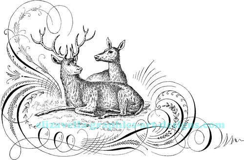  doe and buck deer vintage calligraphy illustration printable art