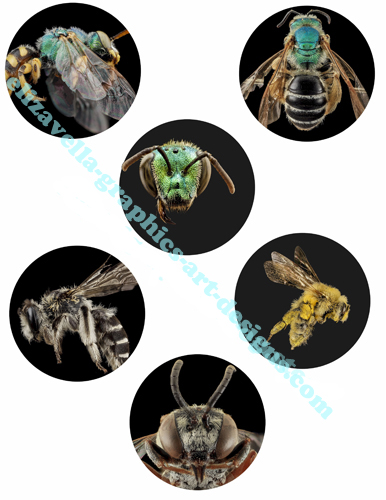 magnified bumble bee images collage sheet printable