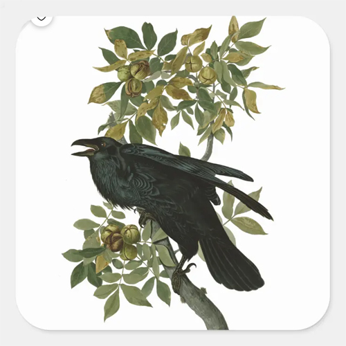 Raven Black bird Animal Nature Art Square Sticker