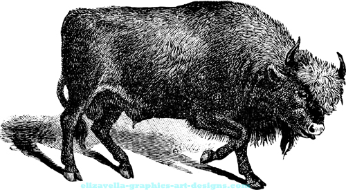  Buffalo bison vintage illustration printable art