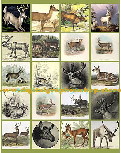  deer, bucks, does, digital collage sheet, 2 inch squares, clipart, instant download