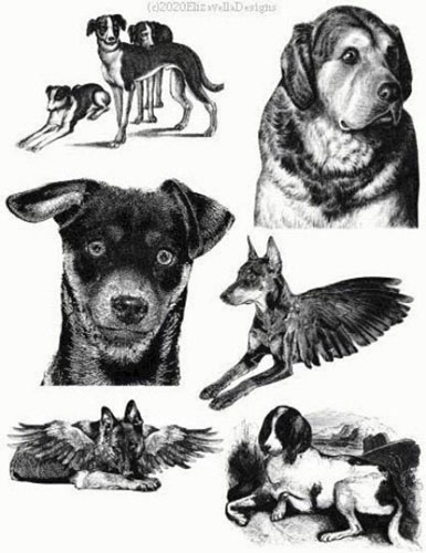 dog breeds pet portraits collage art printable digital download illustrations