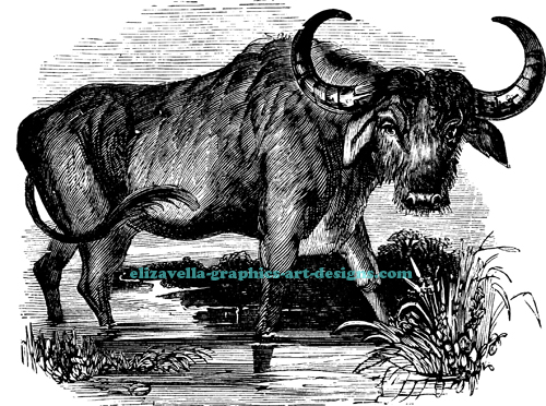  water Buffalo bison vintage illustration printable art